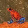 Dendrobate fraise
